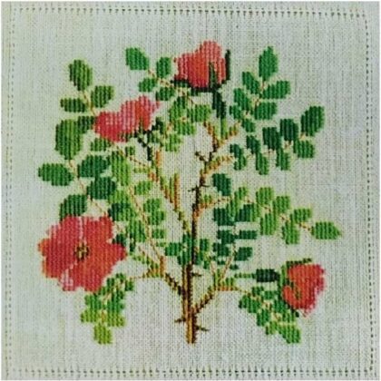 Haandarbejdets Fremme - Rosa Moyesii